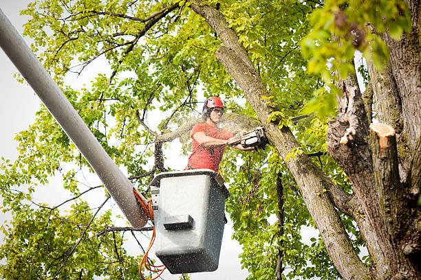 Best Palm Tree Trimming  in Brookneal, VA